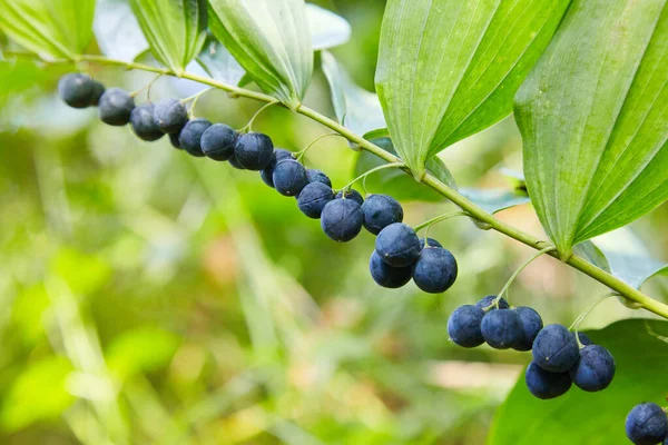 Solomonova Pečeť Polygonatum Odoratum Slavná Léčivá Rostlina — Stock fotografie