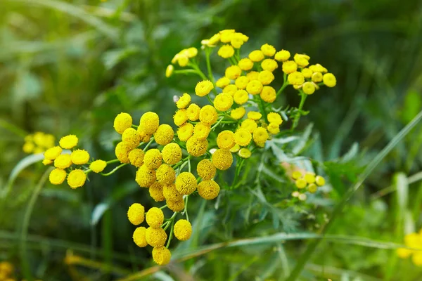 Yellow Flowers Common Tansy Tanacetum Vulgare Plant Tansy Tanacetum Vulgare — Stock Photo, Image