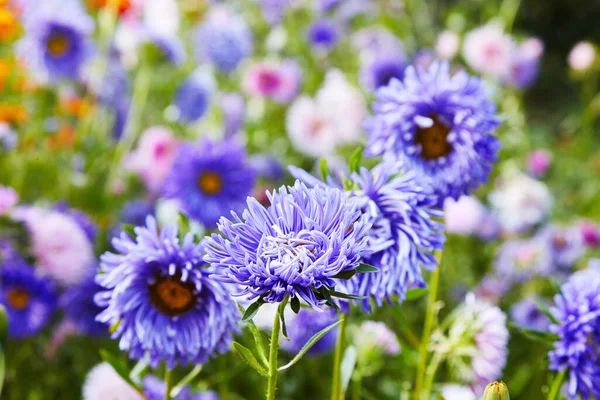 European Chamomile Michaelmas Aster Amellus Aster Bright Blue Flower Aster — Stock Photo, Image