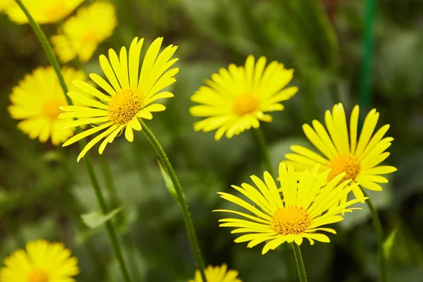 Doronicum Orientale Leopard Bane Сезон Цвіте Багаторічними Квітами Початку Весняного — стокове фото