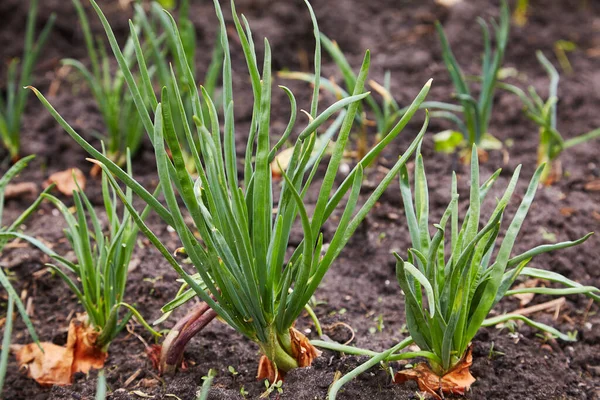 Hierbas Verduras Que Crecen Jardín Cebolla Verde Joven Cama Cultivo — Foto de Stock