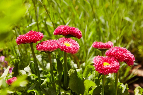 Pink English Daisies Bellis Perennis Spring Garden Bellasima Rose Blooming — Stock Photo, Image