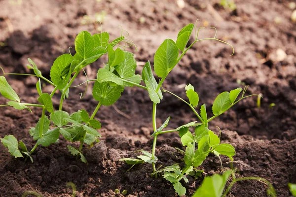 Sprouts Young Peas Grow Bed Patch Young Green Peas Young — Foto Stock
