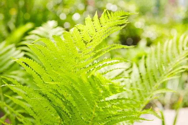 Sunny Fern Leaves Green Foliage Natural Floral Fern Top View — Foto de Stock