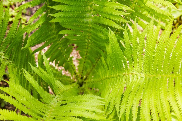 Sunny Fern Leaves Green Foliage Natural Floral Fern Top View — Foto de Stock