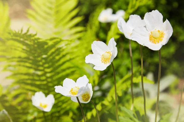 イソギンチャク スノードロップアネモネ 植物園の白い花 — ストック写真