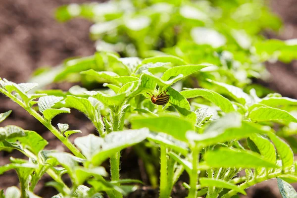 Young potato plants growing on the soil in rows. Potato bush in the garden. Healthy young potato plant in organic garden.