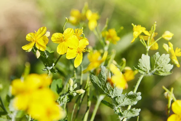 Close Greater Celandine Tetterwort Chelidonium Majus Flower Celandine Plant — Stock Photo, Image