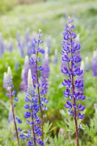 Viola Lupini Fioritura Nel Prato — Foto Stock