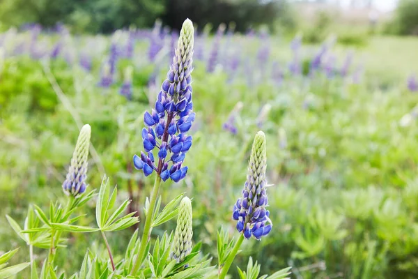 Viola Lupini Fioritura Nel Prato — Foto Stock