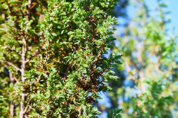 Blossom Juniperus Cones Used Flavour Certain Beers Gin Juniperus Communis — 图库照片