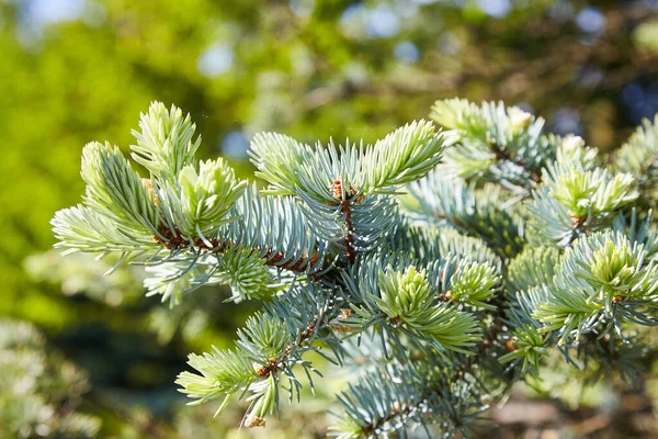 Blue Green Pine Spruce Branches Needles Close Background Texture — 스톡 사진