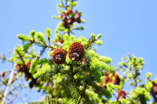 Spring Bright Sun Red Bumps Spruce Park — 스톡 사진