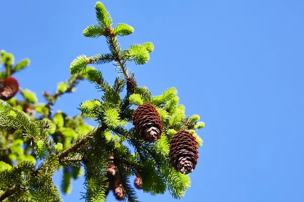 Spring Bright Sun Red Bumps Spruce Park — 스톡 사진