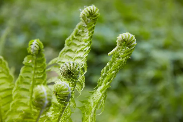 Beautyful Ferns Leaves Green Foliage Natural Floral Fern Background Sunlight — Foto de Stock