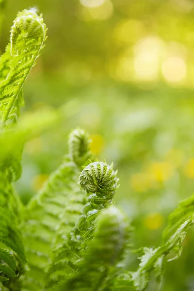 Beautyful Ferns Leaves Green Foliage Natural Floral Fern Background Sunlight — Foto de Stock