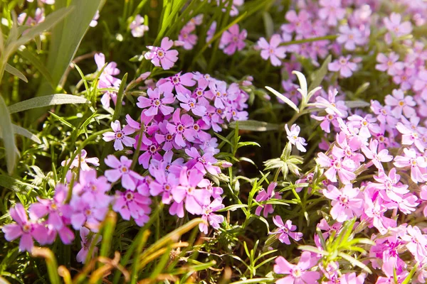 Flox Subulata Flowers Growing Outdoors — Fotografia de Stock