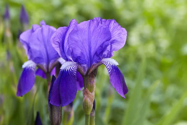 Violet Blue Flowers Bearded Iris Iris Germanica Green Background Meadow — 图库照片