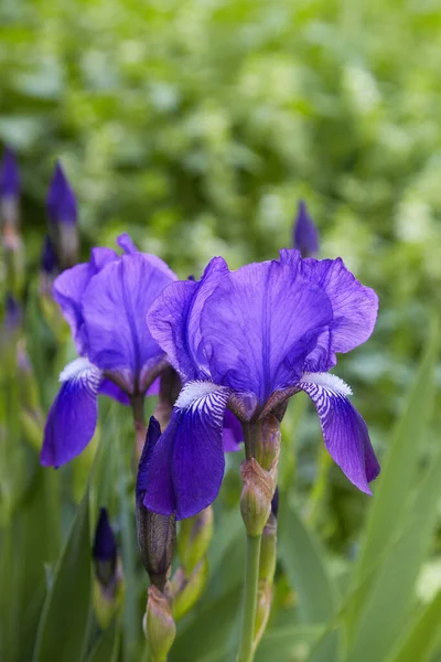 Violet Blue Flowers Bearded Iris Iris Germanica Green Background Meadow — 图库照片