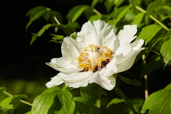 Blooming Tree Peony Big White Peonies Bloom Spring Season Paeonia — Stok Foto
