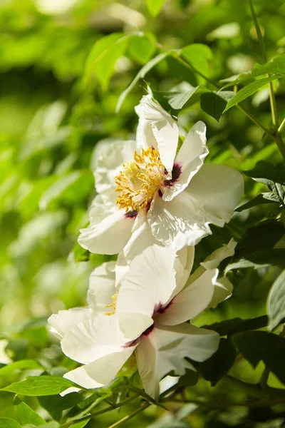 Blooming Tree Peony Big White Peonies Bloom Spring Season Paeonia — ストック写真