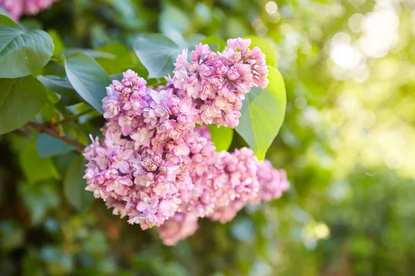 Lila. Leylaklar, syringa veya şırınga. Yeşil yaprakları ile renkli mor leylak çiçekleri. Çiçek deseni. Leylak arka plan dokusu. Leylak duvar kağıdı