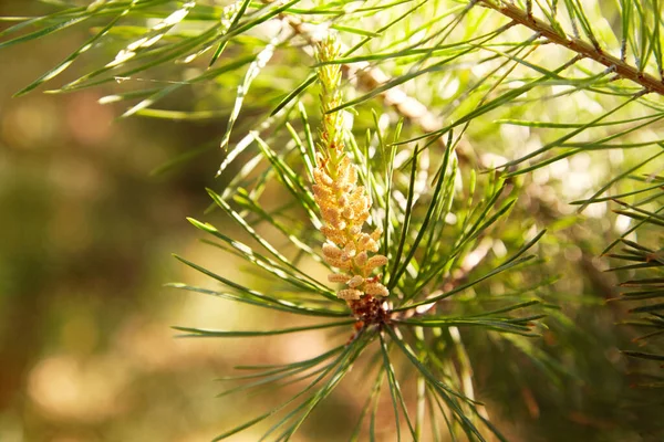 Young Pine Bud Cone Pine Kidney Kidney Coniferous Tree Close — 스톡 사진