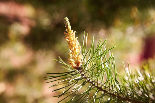 Young Pine Bud Cone Pine Kidney Kidney Coniferous Tree Close — 스톡 사진