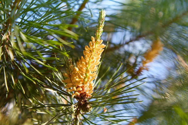 Young Pine Bud Cone Pine Kidney Kidney Coniferous Tree Close — 스톡 사진