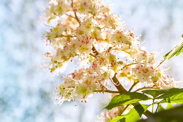 Blommor Kastanjeträd Våren Parken — Stockfoto
