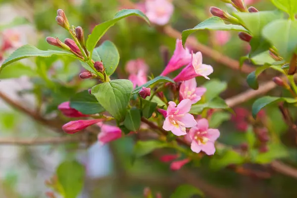 Weigela Praecox Gotas Água Após Chuva Bela Vista Macro Arbusto — Fotografia de Stock