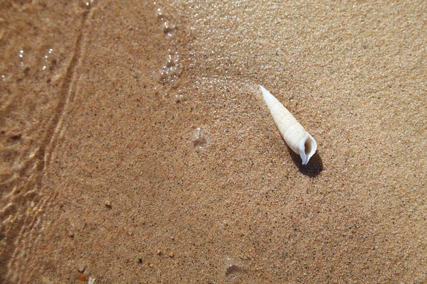 Sea Shell Sand Beach Seashore Sea — 스톡 사진