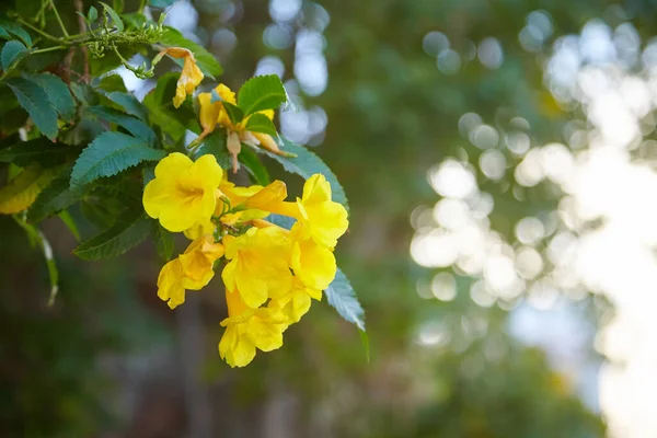 Yellow Flowers Tecoma Stans Yellow Bell Trumpet Vine Blooming Garden — стоковое фото
