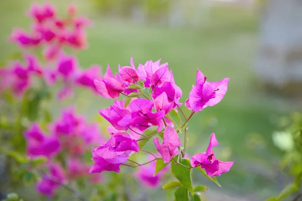 Bougainvillea Flowers Purple Flowers Bougainvillea Tree — стоковое фото