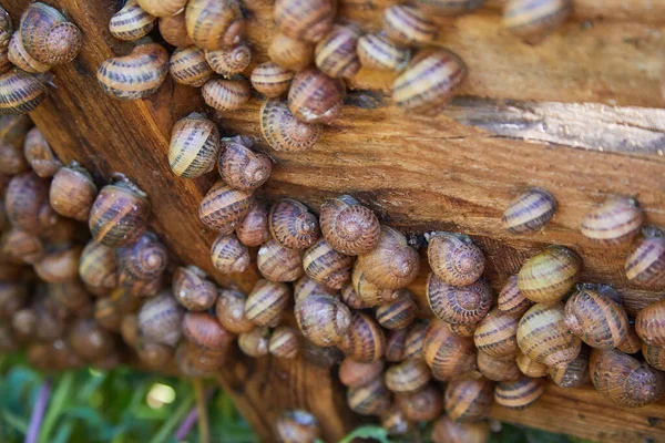 Helix Aspersa Muller Escargot Maxima Agriculture Biologique Escargot Escargots Comestibles — Photo