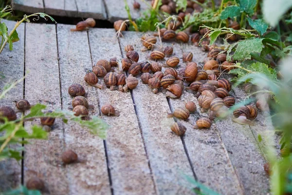 Helix Aspersa Muller Maxima Snail Biologischer Landbau Schneckenzucht Essbare Schnecken — Stockfoto