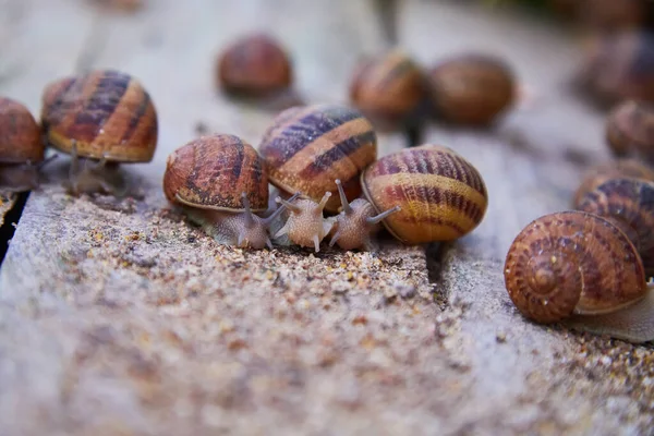 Helix Aspersa Muller Escargot Maxima Agriculture Biologique Escargot Escargots Comestibles — Photo