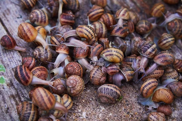 Helix Aspersa Muller, Maxima Salyangoz, Organik Çiftlik, Salyangoz, Tahta Salyangoz Üzerinde Yenilebilir Salyangoz. Salyangoz üretimi. Salyangoz Çiftliği. Kahverengi kabuklu yumuşakça salyangozlar
