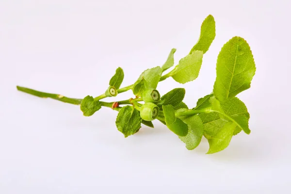 Bilberry Vaccinium Myrtillus Also Known Blaeberry Whortleberry Small Bunch Bilberry — Fotografia de Stock