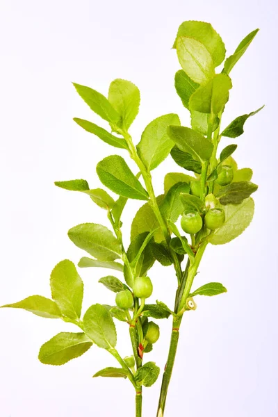 Bilberry Vaccinium Myrtillus Also Known Blaeberry Whortleberry Small Bunch Bilberry — Fotografia de Stock