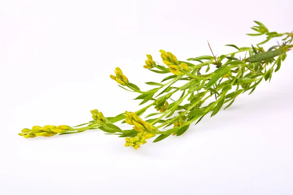 Close Yellow Blossoming Twig Genista Germanica Genista Blood Thirsty Flowering — Fotografia de Stock