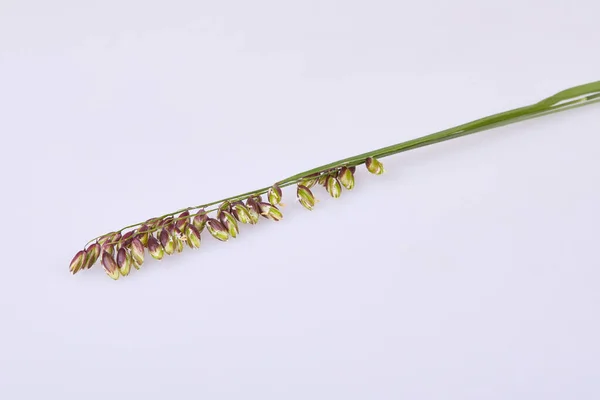 Briza Media Grass White Background Perennial Common Quaking Grass Briza — Fotografia de Stock