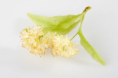 Beyaz arkaplanda taze ıhlamur çiçekleri izole edilmiş..