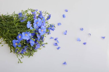 Beyaz arkaplanda izole edilmiş mavi keten çiçekleri..