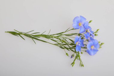 Mavi keten çiçekleri beyaz arka planda izole edilmiş. (Linum usitatissimum) yaygın isimler: yaygın keten veya keten tohumu. Görüntüyü kapat. 