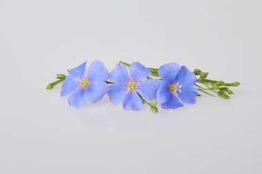 Mavi keten çiçekleri beyaz arka planda izole edilmiş. (Linum usitatissimum) yaygın isimler: yaygın keten veya keten tohumu. Görüntüyü kapat. 