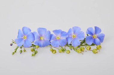 Mavi keten çiçekleri beyaz arka planda izole edilmiş. (Linum usitatissimum) yaygın isimler: yaygın keten veya keten tohumu. Görüntüyü kapat. 