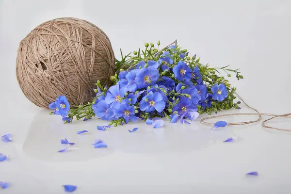 Bouquet of blue Flax flowers and Linen thread ball on a white background (Linum usitatissimum) common names: common flax or linseed. Close up view
