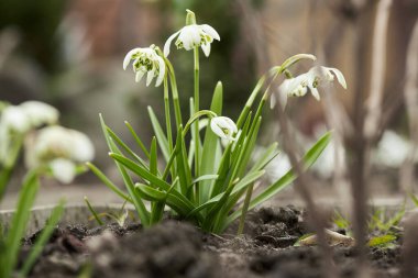 Galanthus nivalis ilkbaharın başlarında açılır..