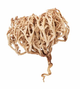 Selaginella lepidophylla veya Lycopodium lepidophyllum, Anastatica. Taştan bir çiçek, Aziz Mary 'nin çiçeği, Jericho gülü, diriliş bitkisi, siempre viva, kesme yolu ile izole edilmiş doradilla.